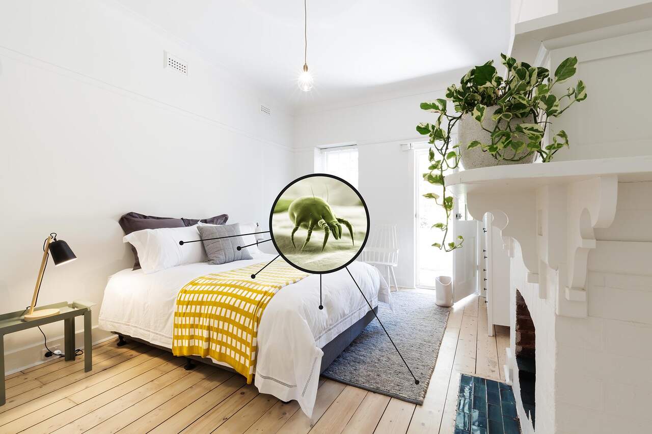 miteless ultradźwięki na roztocza