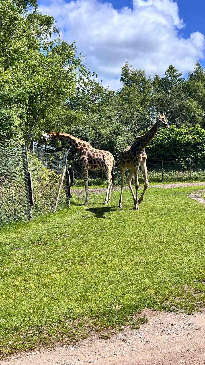 zoo givskud legoland billund